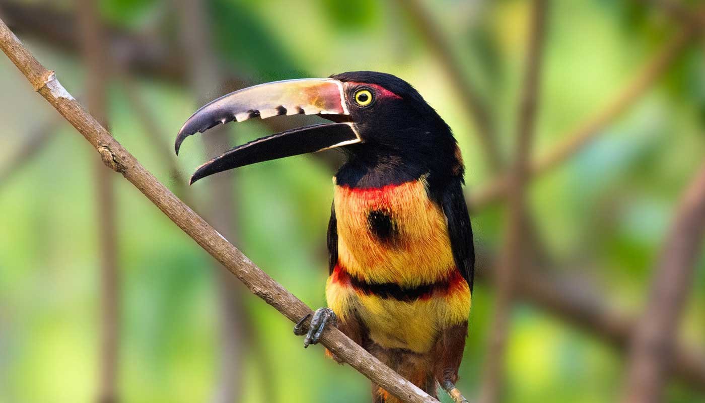 Bird Watching Tour