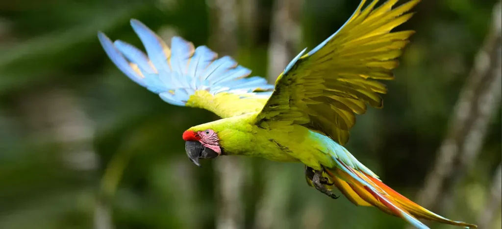 Birds of Boca Tapada